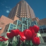 Flowers & Building