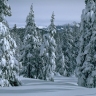 Forest & Snow